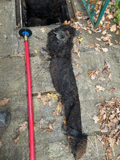 A long, dark substance lies next to an open drain, surrounded by fallen leaves.